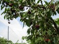 Αντιβρόχινη προστασία κερασιών