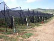 Αντιχαλαζική προστασία μήλων